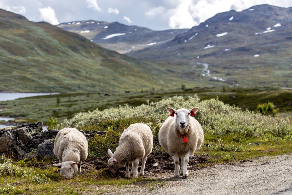 Grass landscape livestock