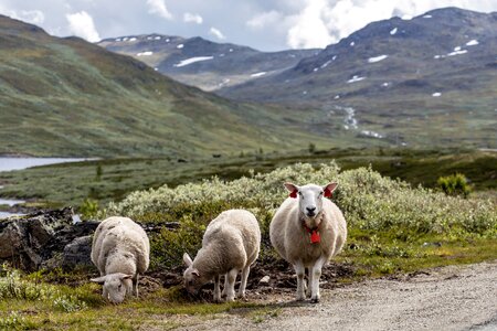 Grass landscape livestock photo