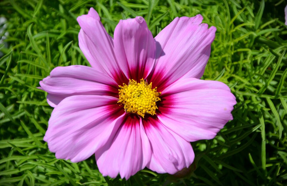 Spring close up purple flower