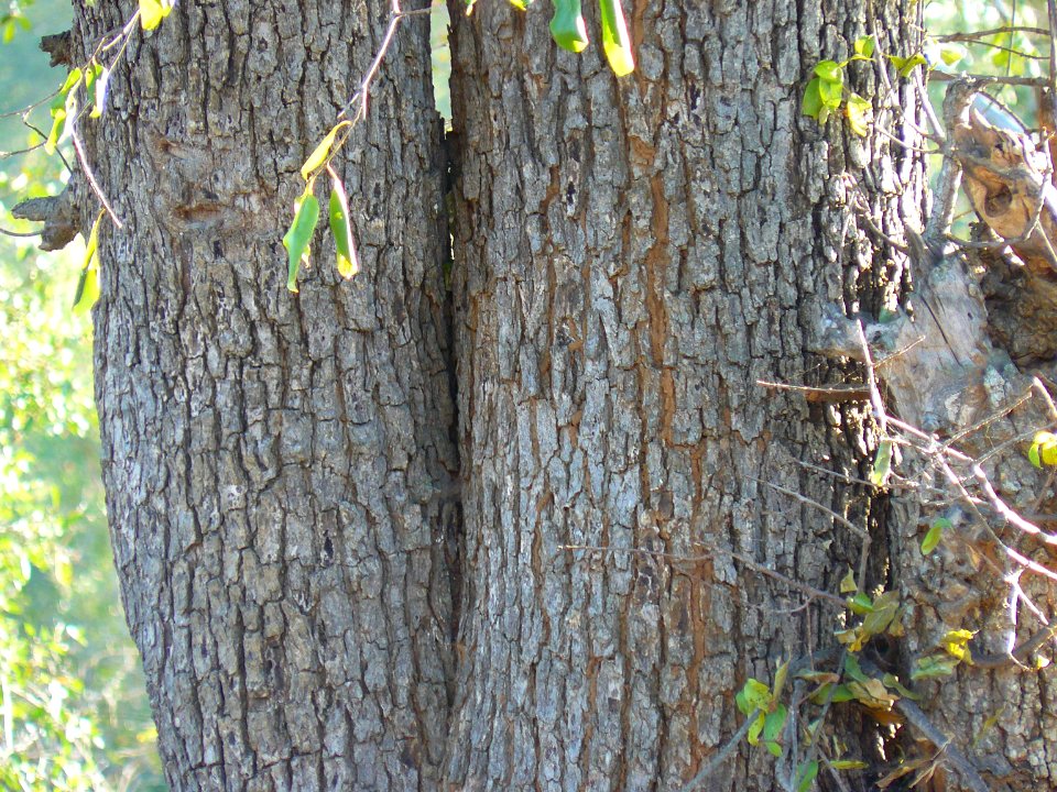 Berchemia discolor-Kruger-NP bark