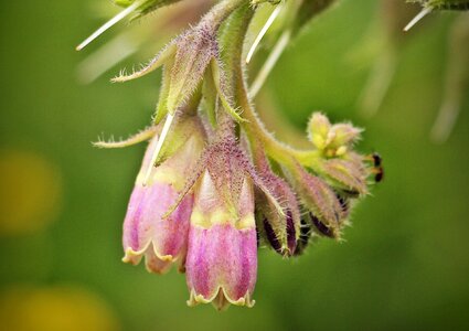 Bloom plant spring photo