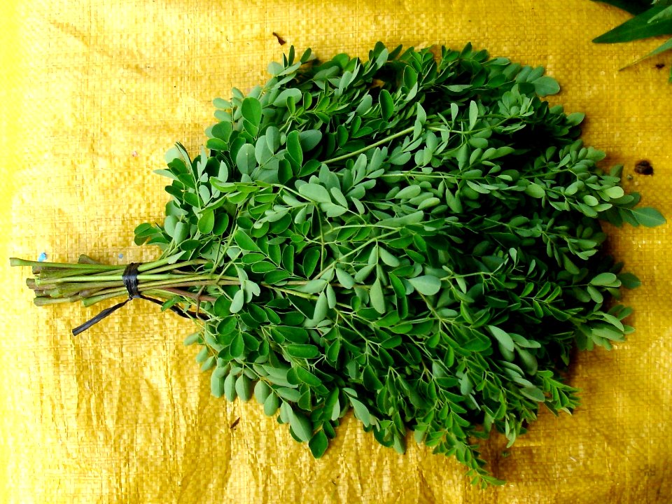 Ben-oil tree leaves (marketed) 1