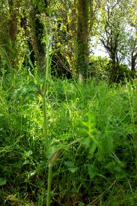 Berce (2)