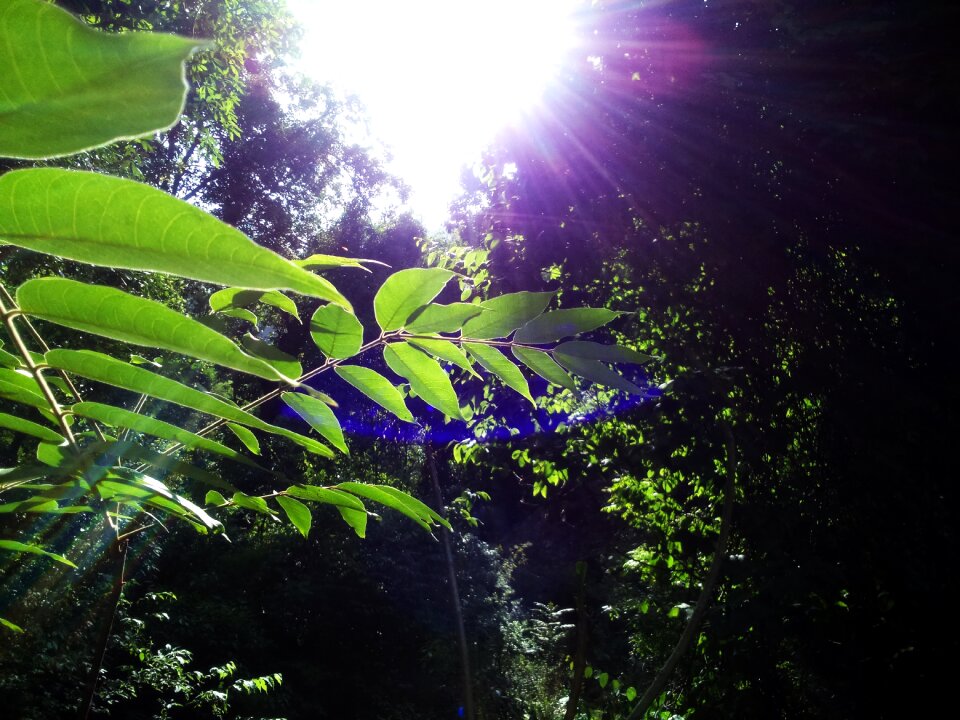 Lens flare light sunny