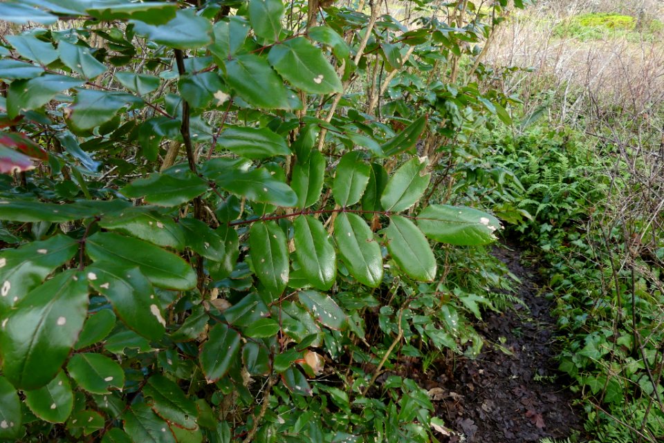 Berberis aquifolium 112083282