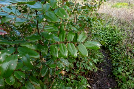 Berberis aquifolium 112083282