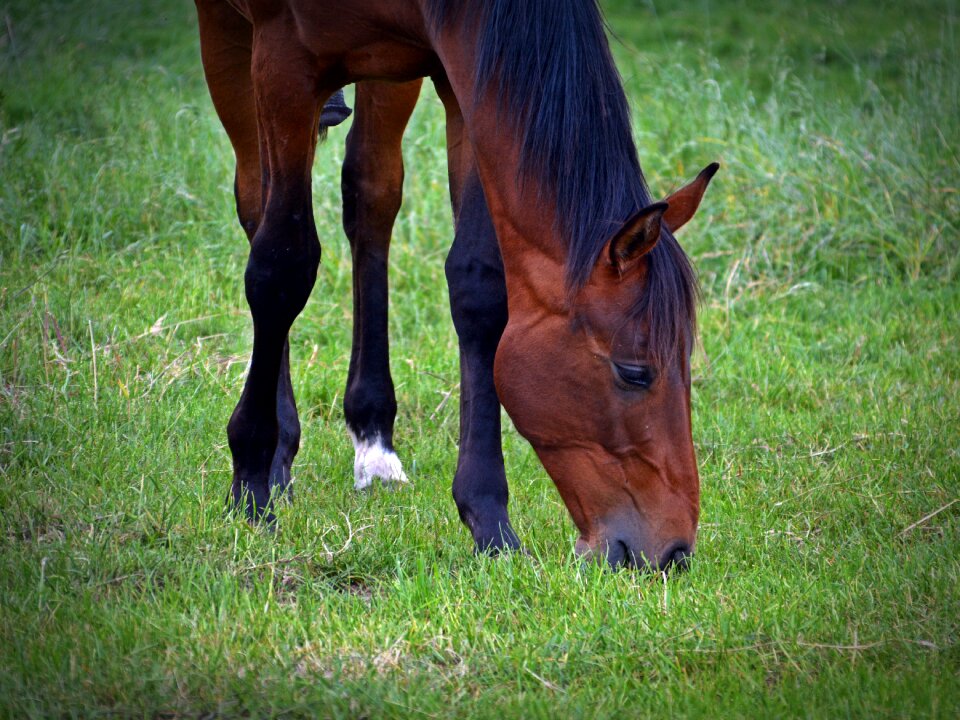 Coupling paddock eat