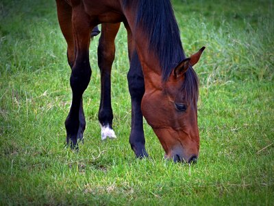 Coupling paddock eat photo