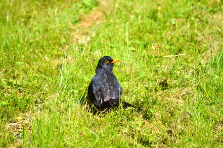 Animal black bird grass
