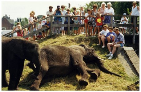 Bennebroekers die niet op het strand of in de achtertuin lagen, konden getuige zijn van een lunch op grote voet. De Afrikaanse vrouwtjesolifanten Tonga en Tembo van het Berlijnse Circus Am, NL-HlmNHA 54036180