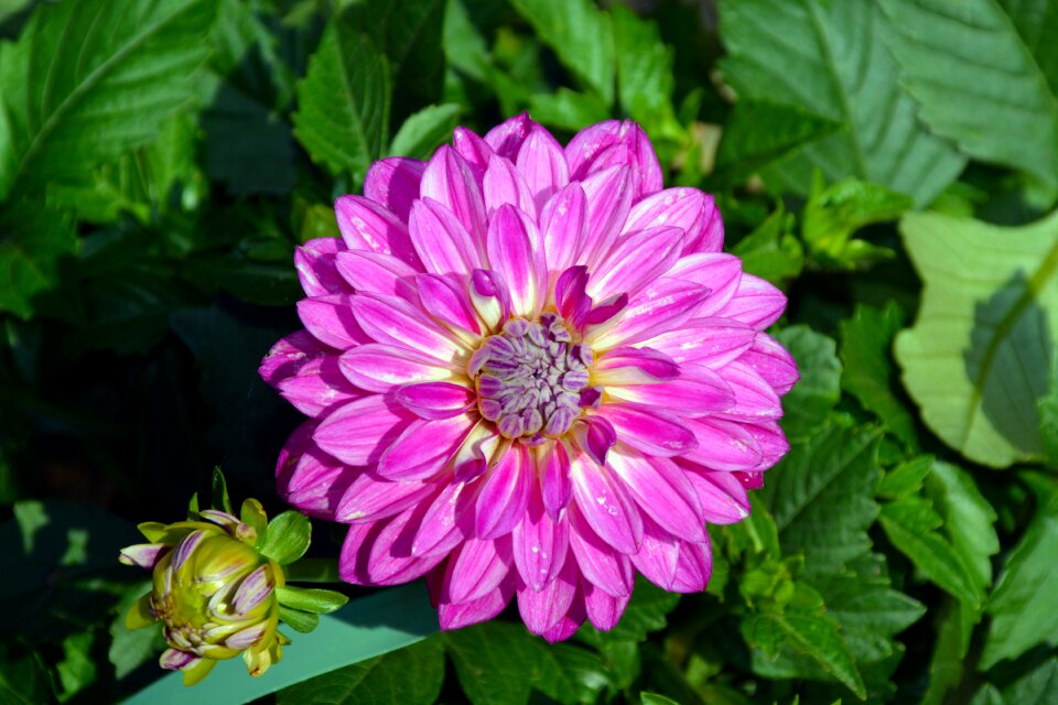 Spring close up purple flower photo