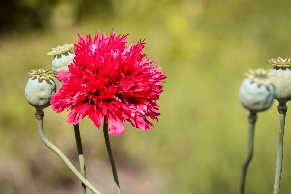 Blossom bloom red flower