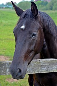 Eye animal portraits horse heads photo