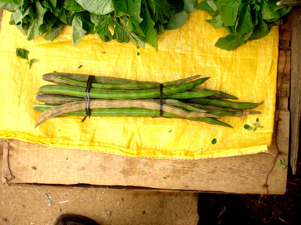 Ben-oil tree pods (marketed) 1