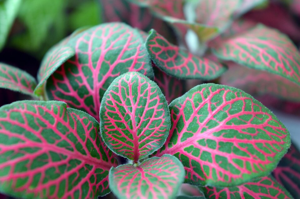 Bright colorful leaves pink veins