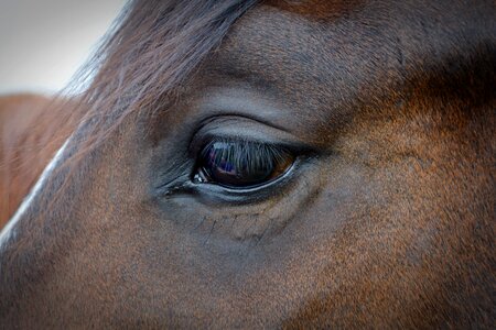 Horse head eyelashes animal photo