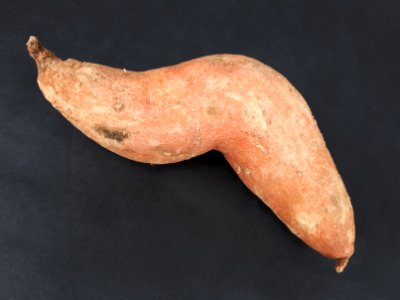 Bent sweet potato 2017 A1