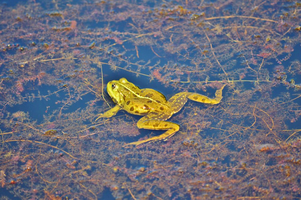 Water aquatic animal water frog