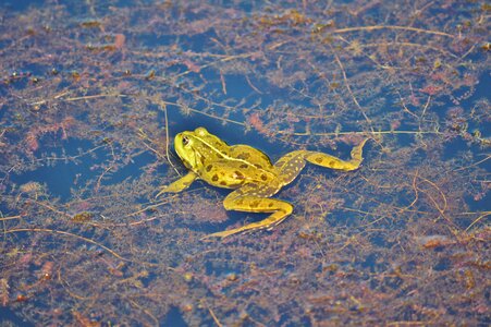 Water aquatic animal water frog