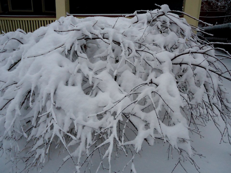 Bent over bush with snow and porch