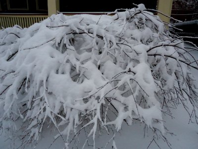 Bent over bush with snow and porch photo