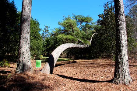 Bent pine tree in Gibbs Gardens, Feb 2017