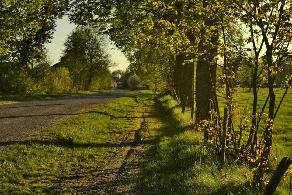 Way roadside trees roadside