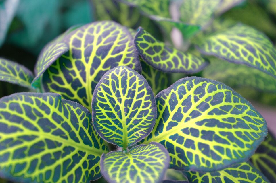 Mottled home flower house plant