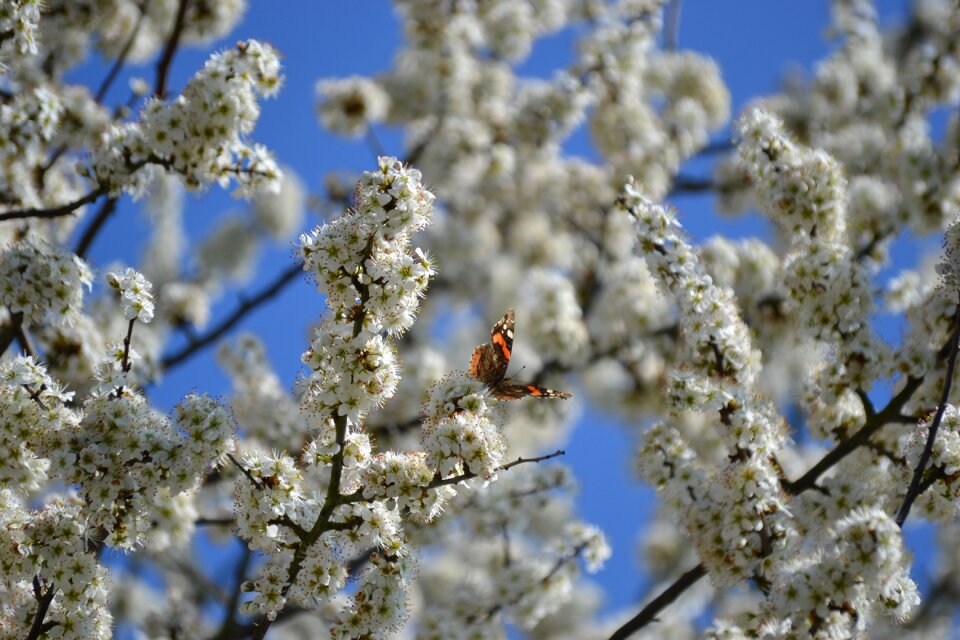 Tree white nature