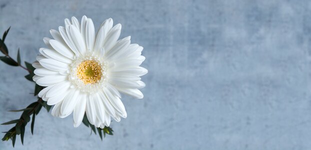 White blossom bloom