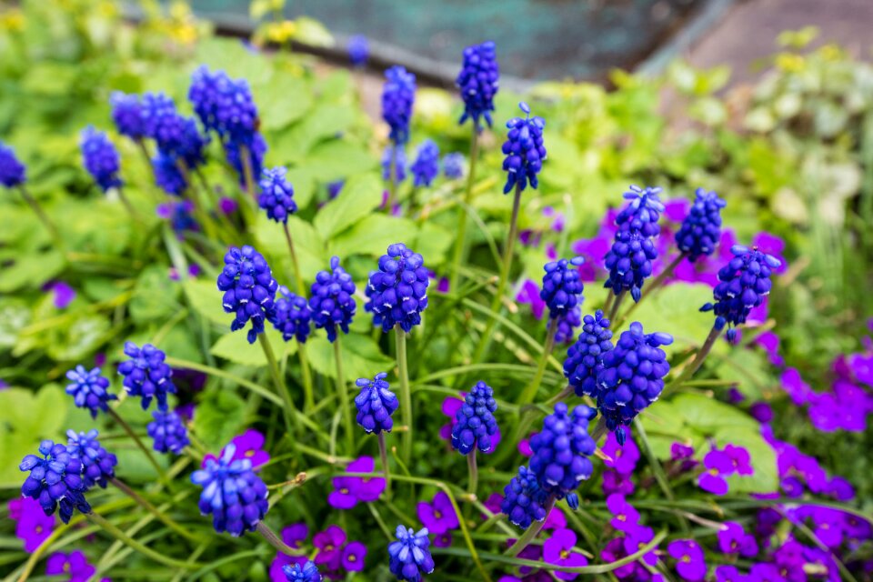 Blue spring blossom