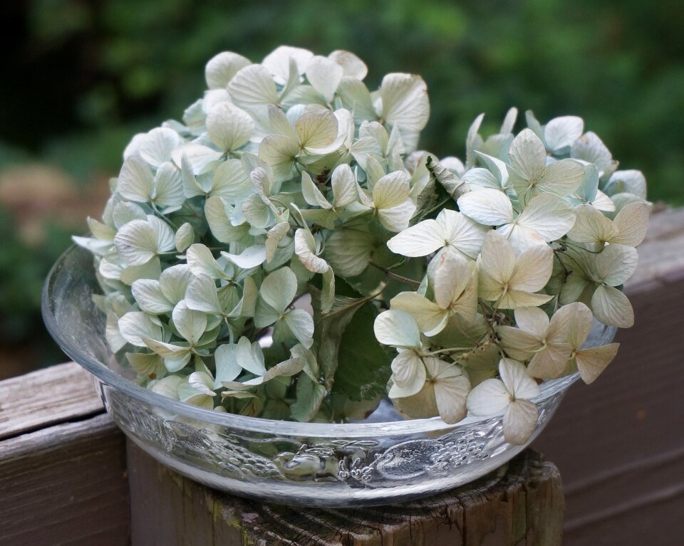 Dried flowers blossom bloom