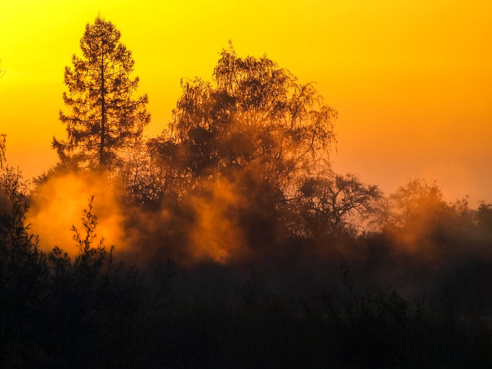 Trees twilight sun photo