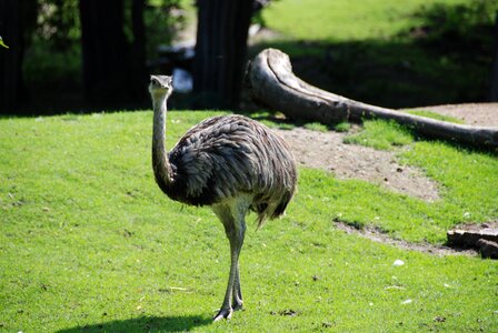 Emu zoo flightless bird