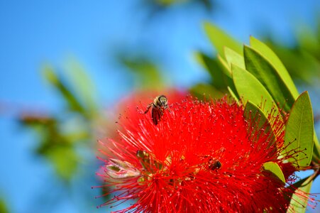 Flower plant red