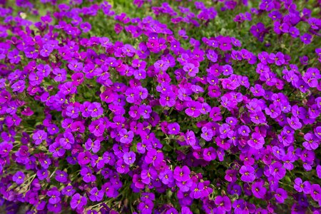 Plant purple viola photo