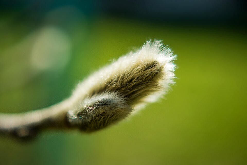 Green willow catkin soft