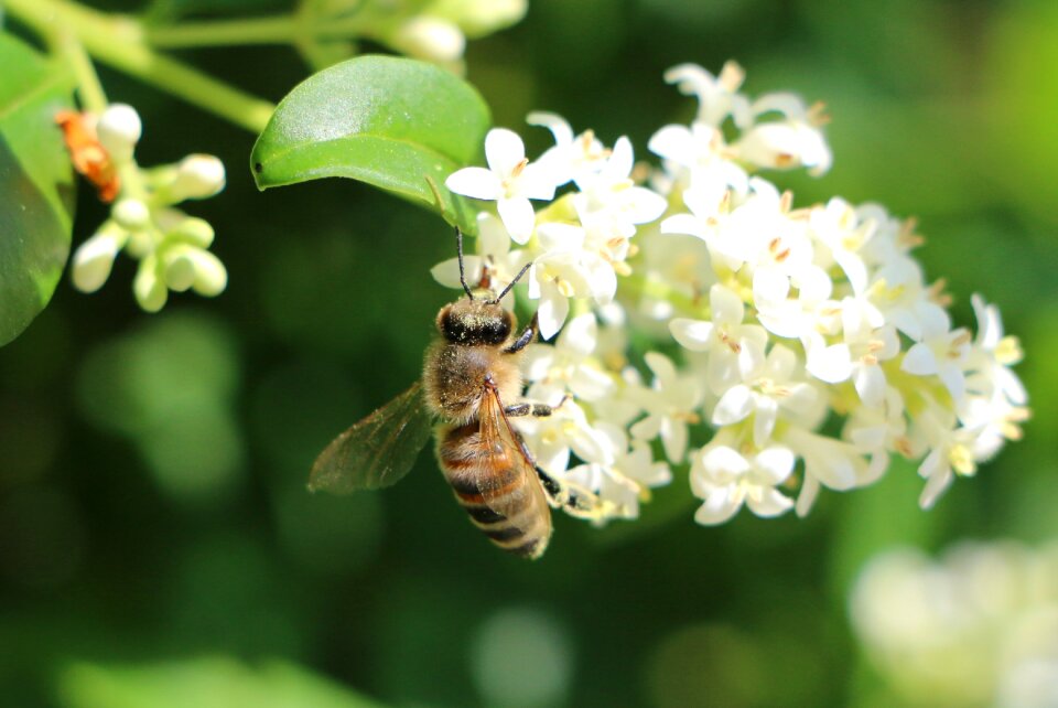 White green white blossom