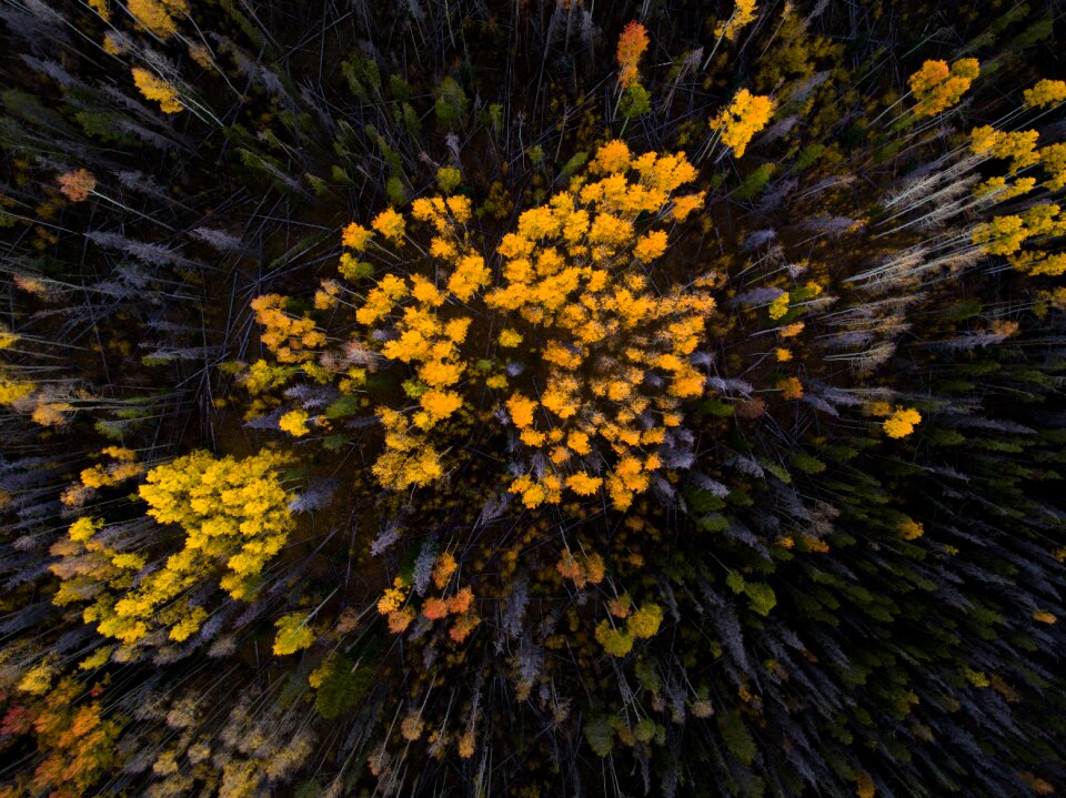 Environment flora flower