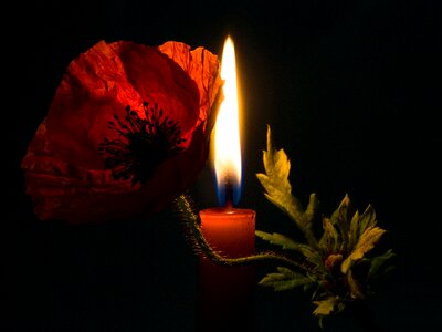 Poppy backlighting lichtspiel photo