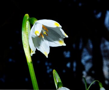 Bloom white spring photo