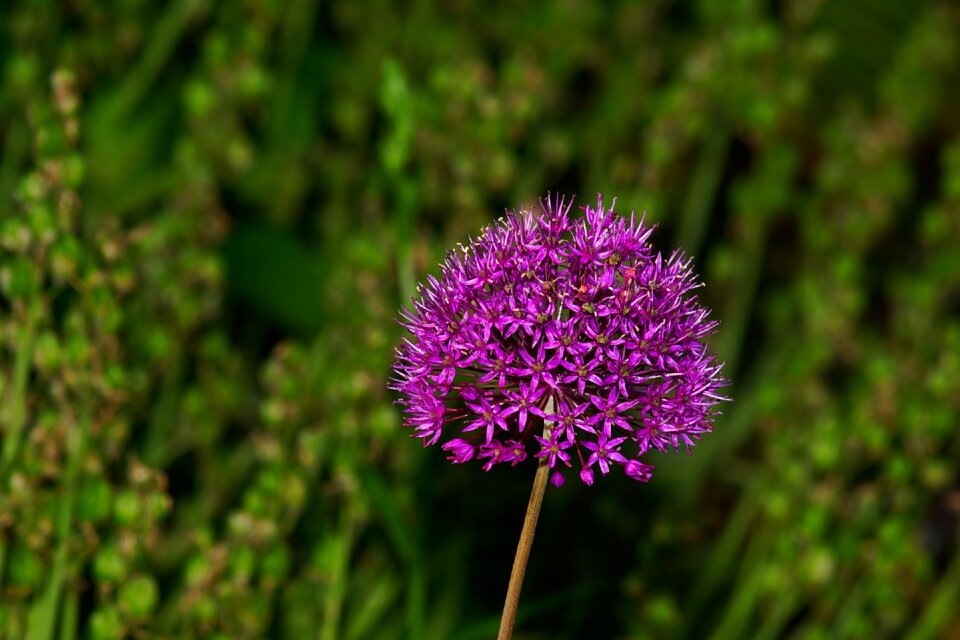 Purple nature plant
