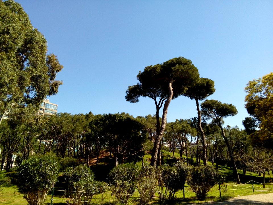 Beyrouth bois des pins