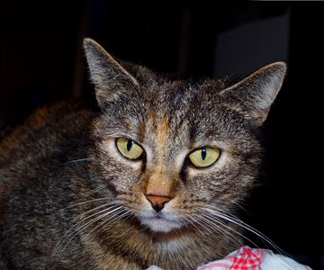 Pet cat's eyes mieze