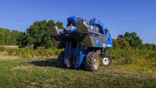 Grape harvesting machine vine bunch of grapes