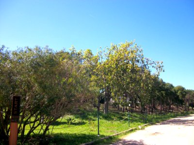 Beyrouth bois des pins 03