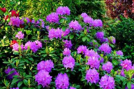 Flower purple plant garden photo