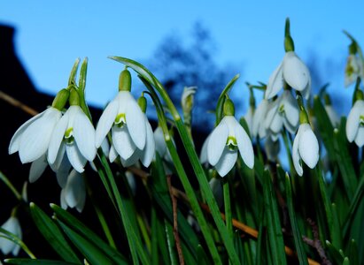 Flowers white march photo