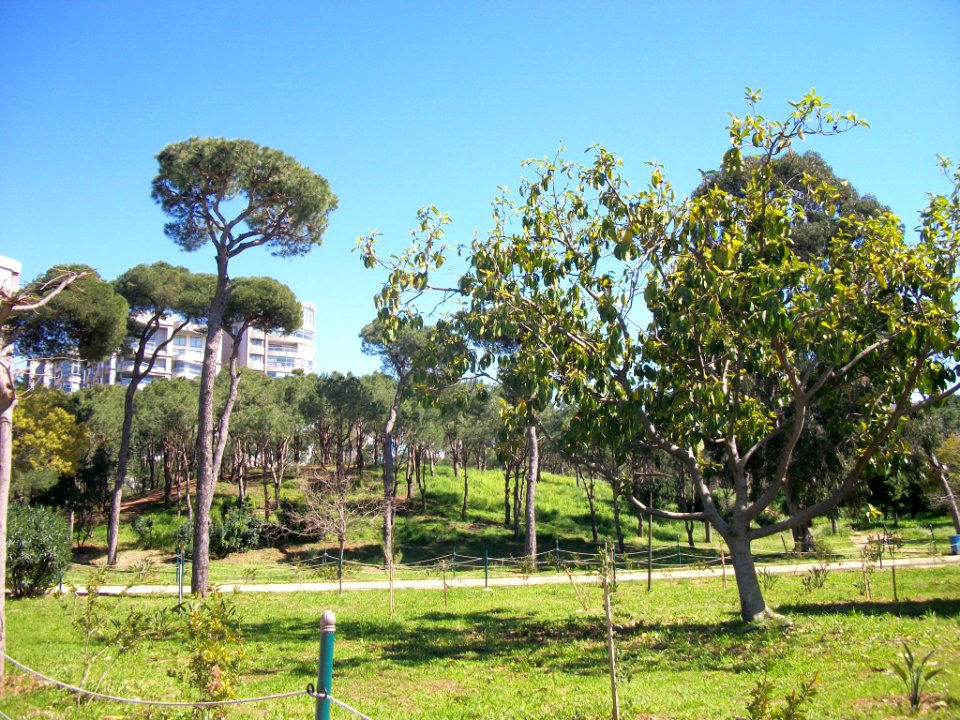 Beyrouth bois des pins 01