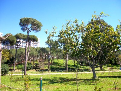 Beyrouth bois des pins 01